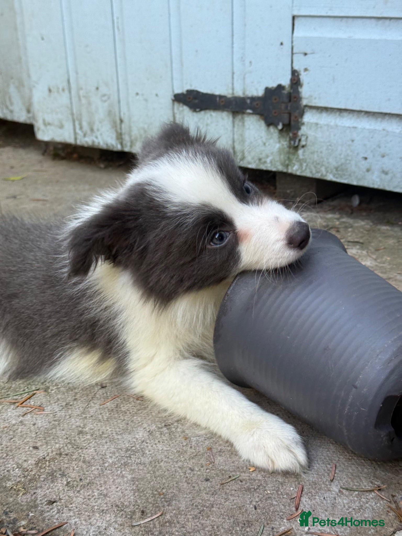 Border Collie dogs 4 Border Collie puppies - Advert 2