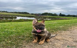 German Shepherd dogs for sale: German Shepard pup looking for forever home  - Image 2