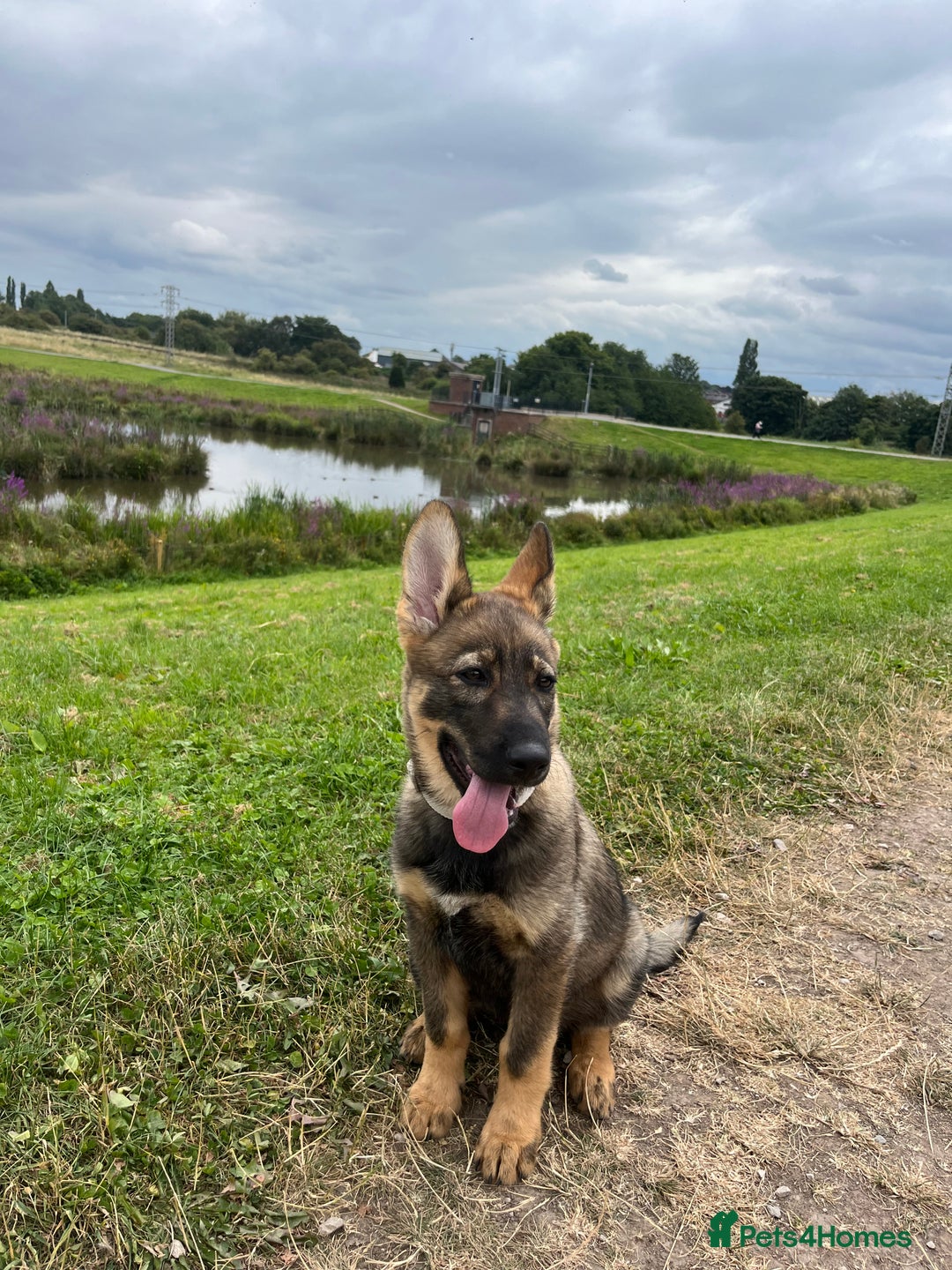 German Shepherd dogs for sale: German Shepard pup looking for forever home  - Image 2