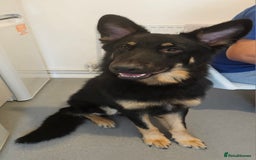 German Shepherd dogs for stud: German shepherd for STUD long coat straight back. - Image 6