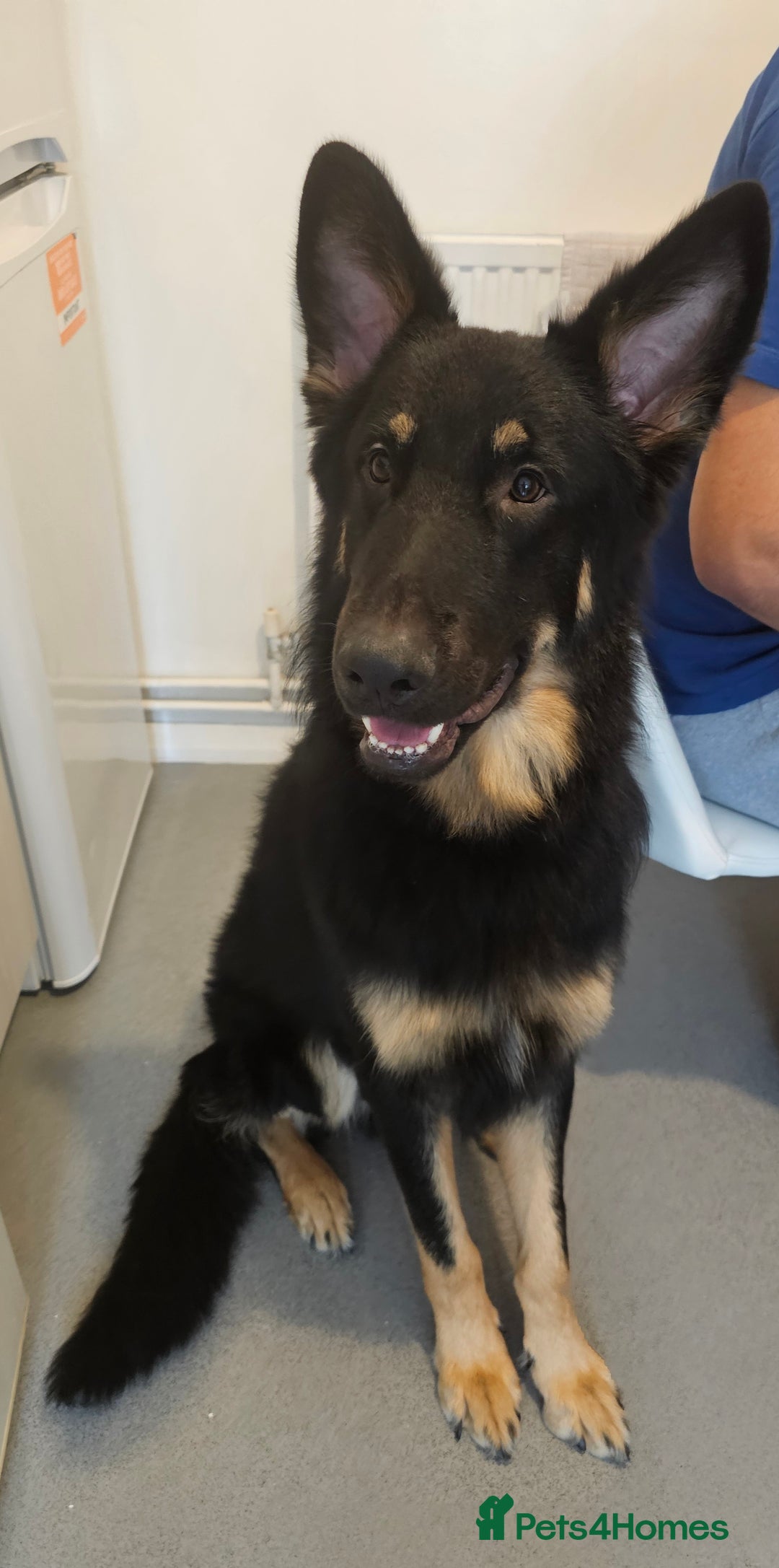 German Shepherd dogs for stud: German shepherd for STUD long coat straight back. - Image 6