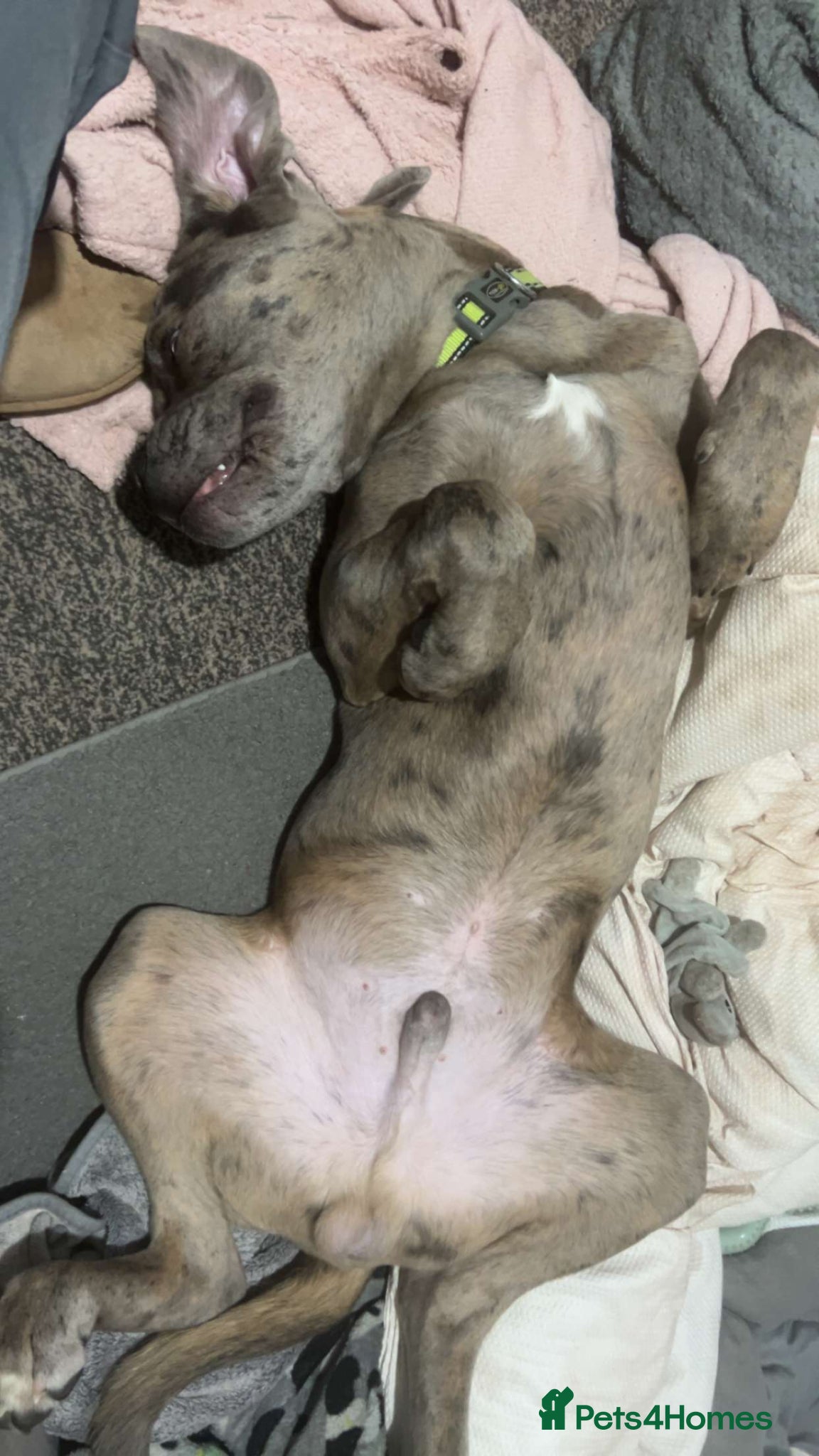 Cane Corso dogs for sale: Merle Cane Corso - Advert 9