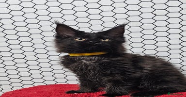 Maine Coon cats - Advert 6