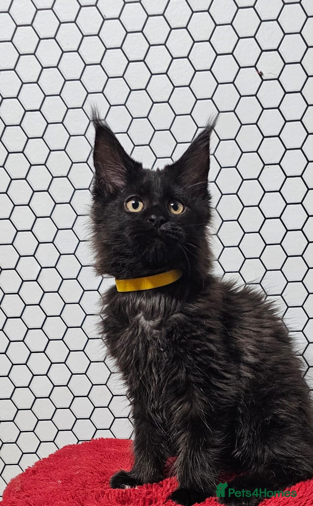 Maine Coon cats for sale: Pure breed Maine Coons Kittens  - Image 3