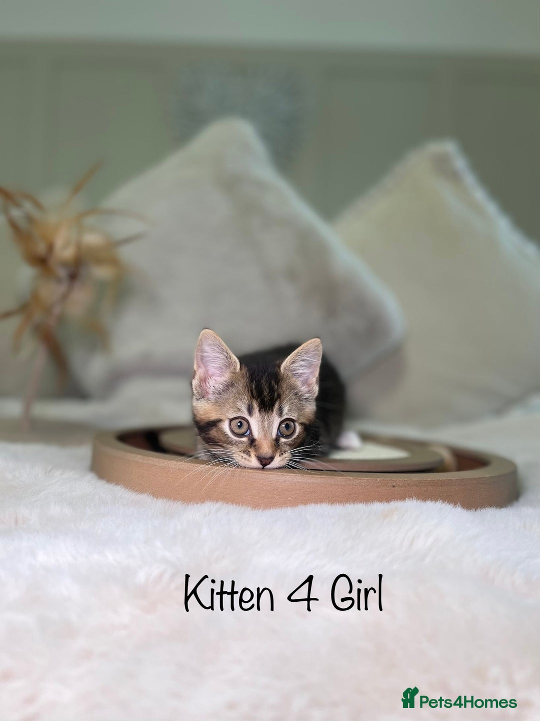 Mixed Breed cats for sale: Beautiful kittens 8 weeks old ready now  - Advert 15