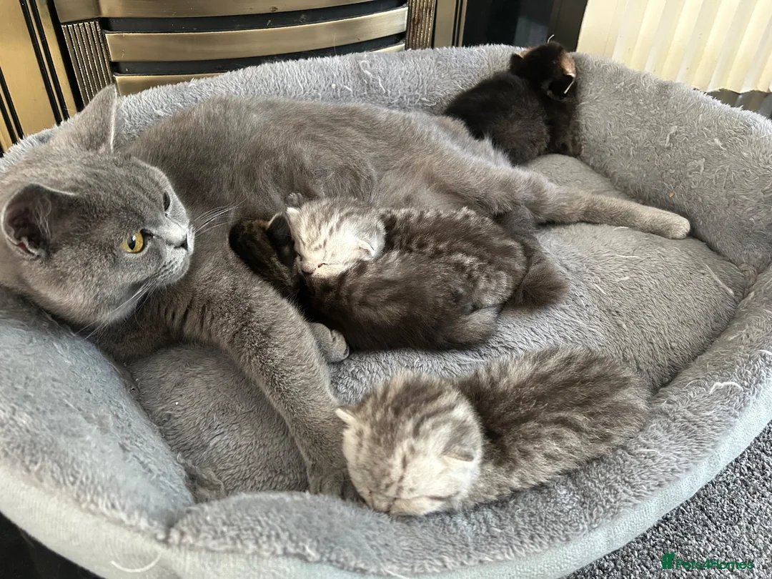 British Shorthair cats for sale: Beautiful Chunky Pure British Shorthair Kittens - Advert 1