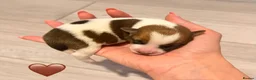 Jack Russell dogs for sale: Jack Russell Puppies 🐶  - Advert 12