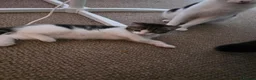 Maine Coon cats for sale: Half Maine Coon - Advert 1