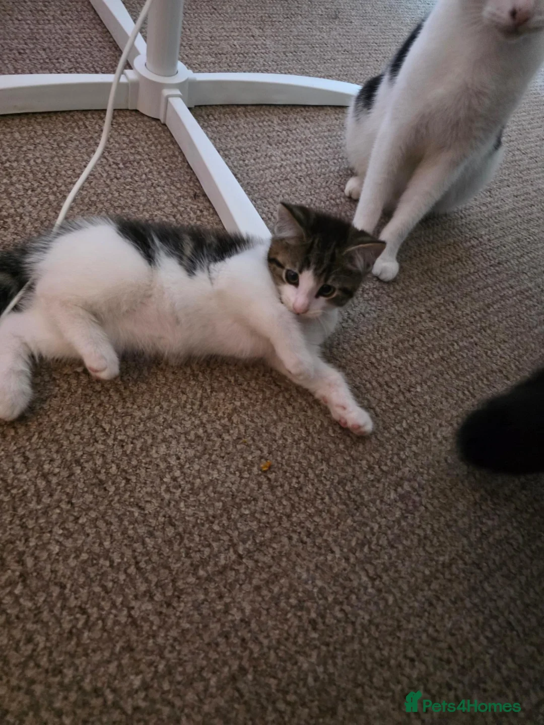 Maine Coon cats for sale: Half Maine Coon - Advert 1