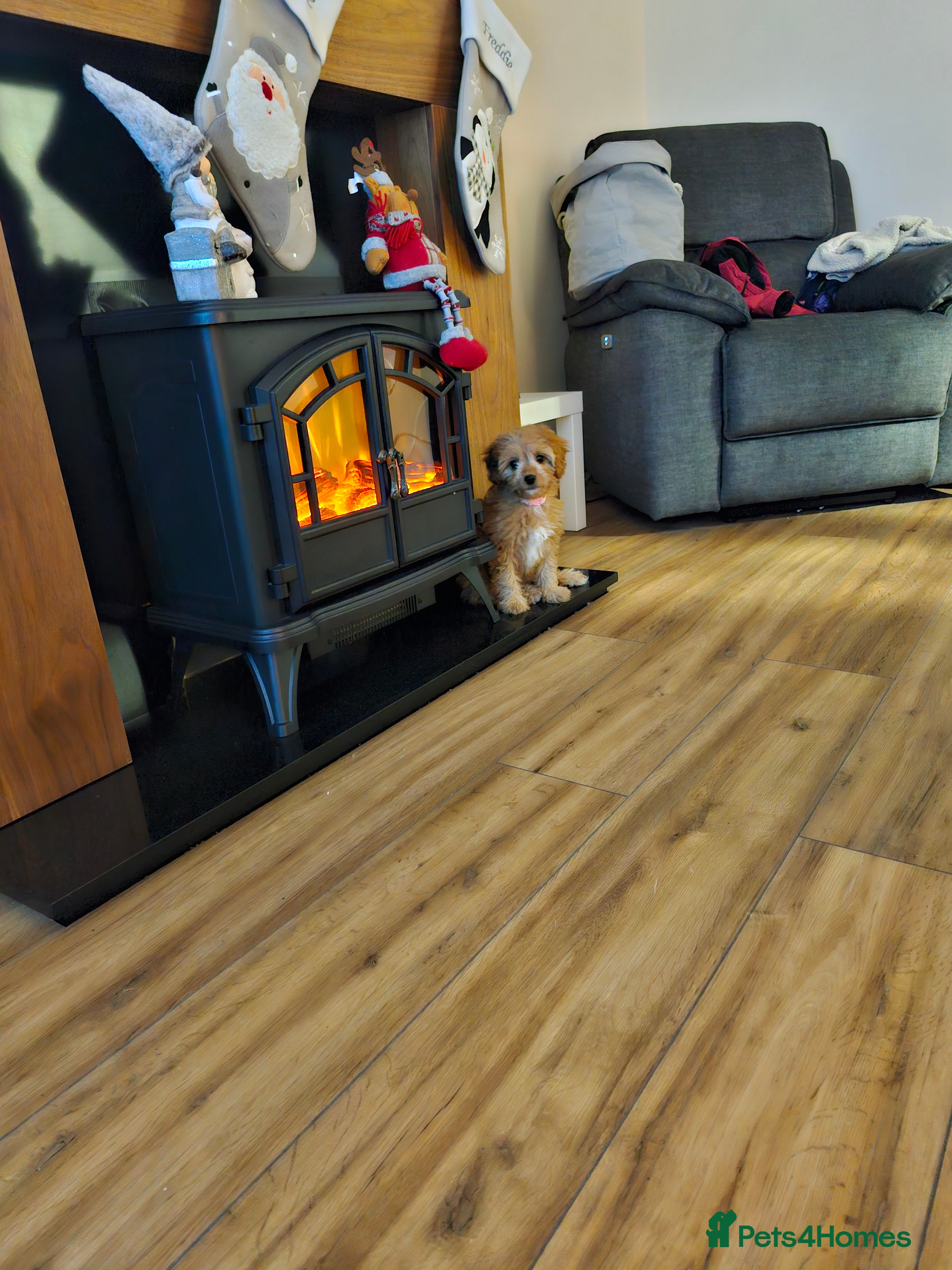 Cavapoo dogs CAVAPOO - Advert 1