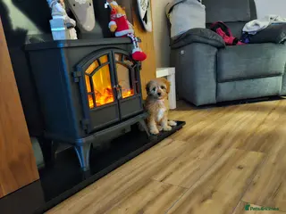 Cavapoo dogs CAVAPOO - Advert 5