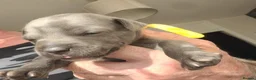 Staffordshire Bull Terrier dogs for sale: Tail-Wagging Stars with Endless Charm – Staffy  in Northampton - Advert 5