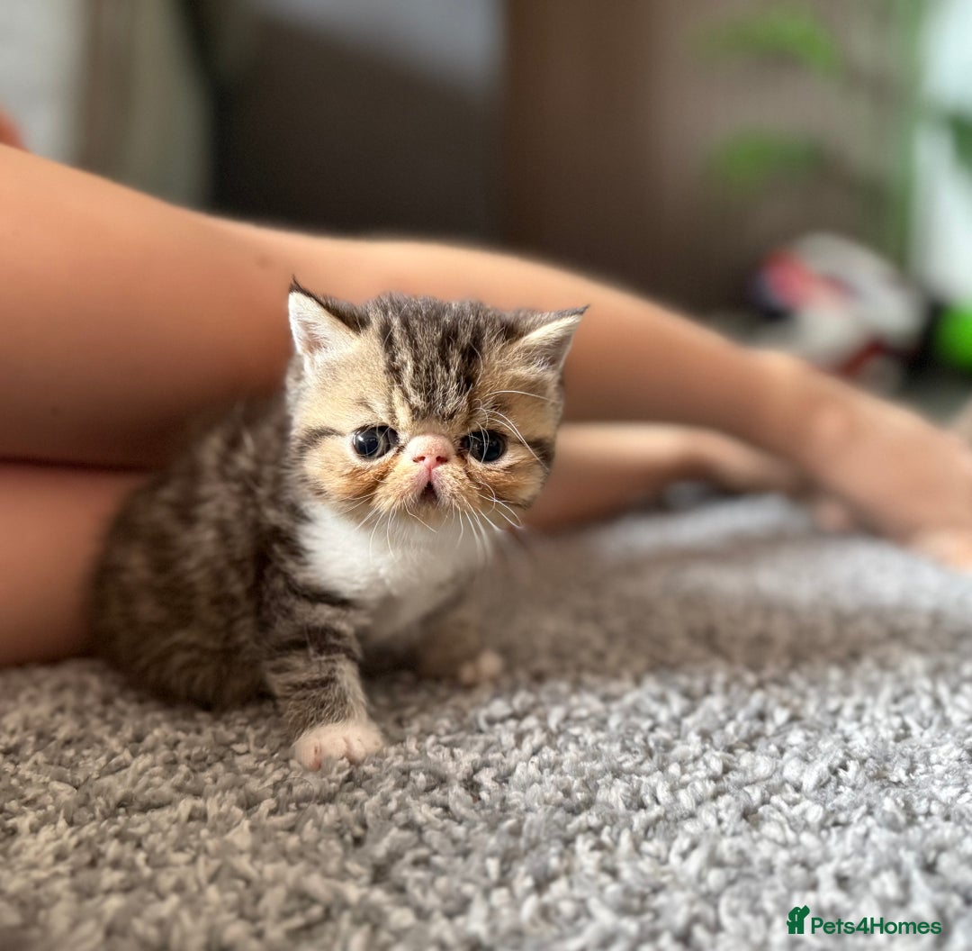 Exotic cats for sale: 4 beautiful exotic shorthair girls  - Image 23