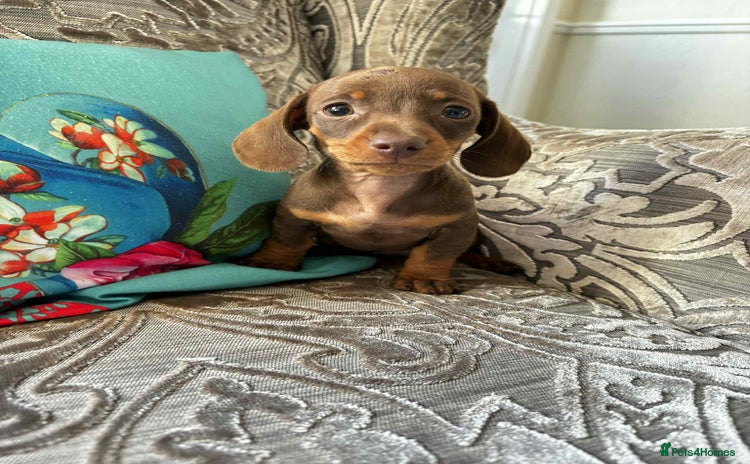 Miniature Dachshund dogs - Advert 13