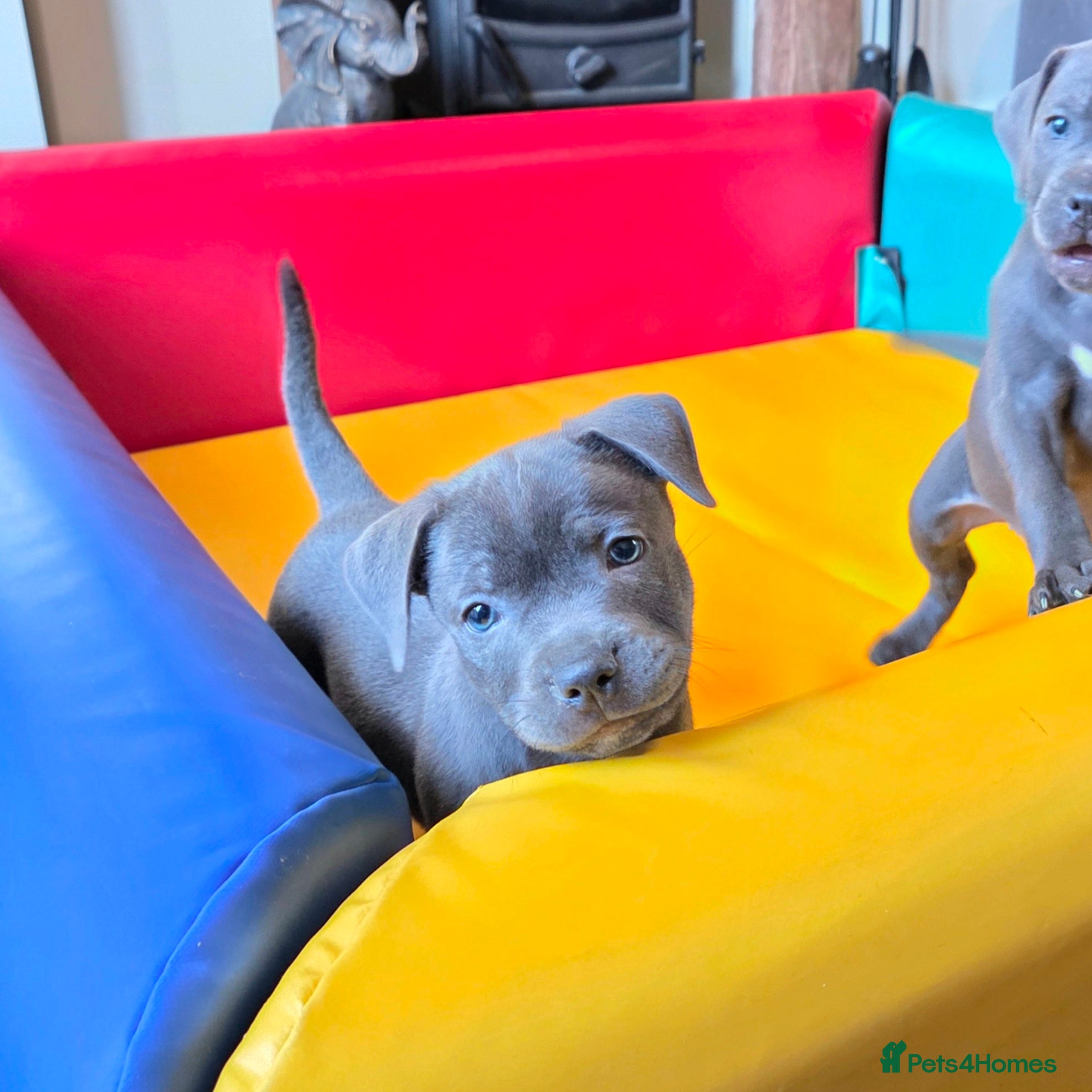 Staffordshire Bull Terrier dogs Exceptional Blue Staffordshire Bull terrier pups - Advert 7