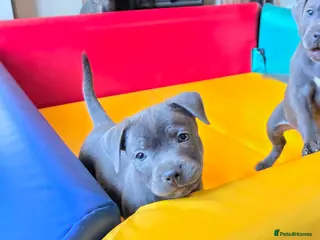 Staffordshire Bull Terrier dogs Exceptional Blue Staffordshire Bull terrier pups - Advert 7