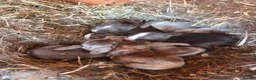 Rex rabbits for sale: Vienna Marked Mini Rex babies - Advert 1