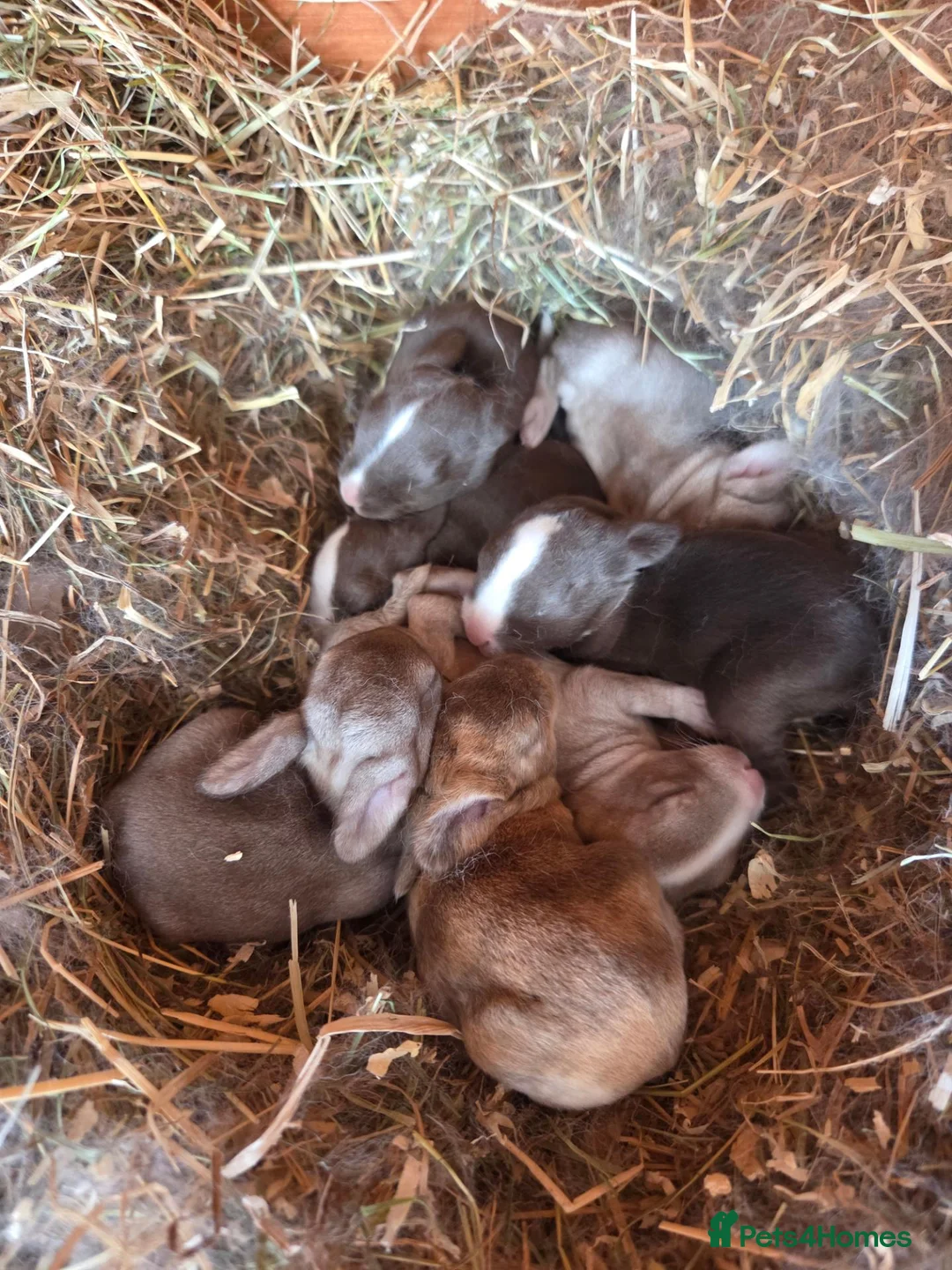 Rex rabbits for sale: Vienna Marked Mini Rex babies - Advert 1