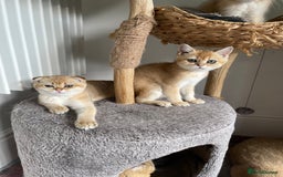 Scottish Fold cats for sale: SUMMER SALE LUXURY GOLDEN CHINCHILLA SCOTTISH FOLD - Image 7