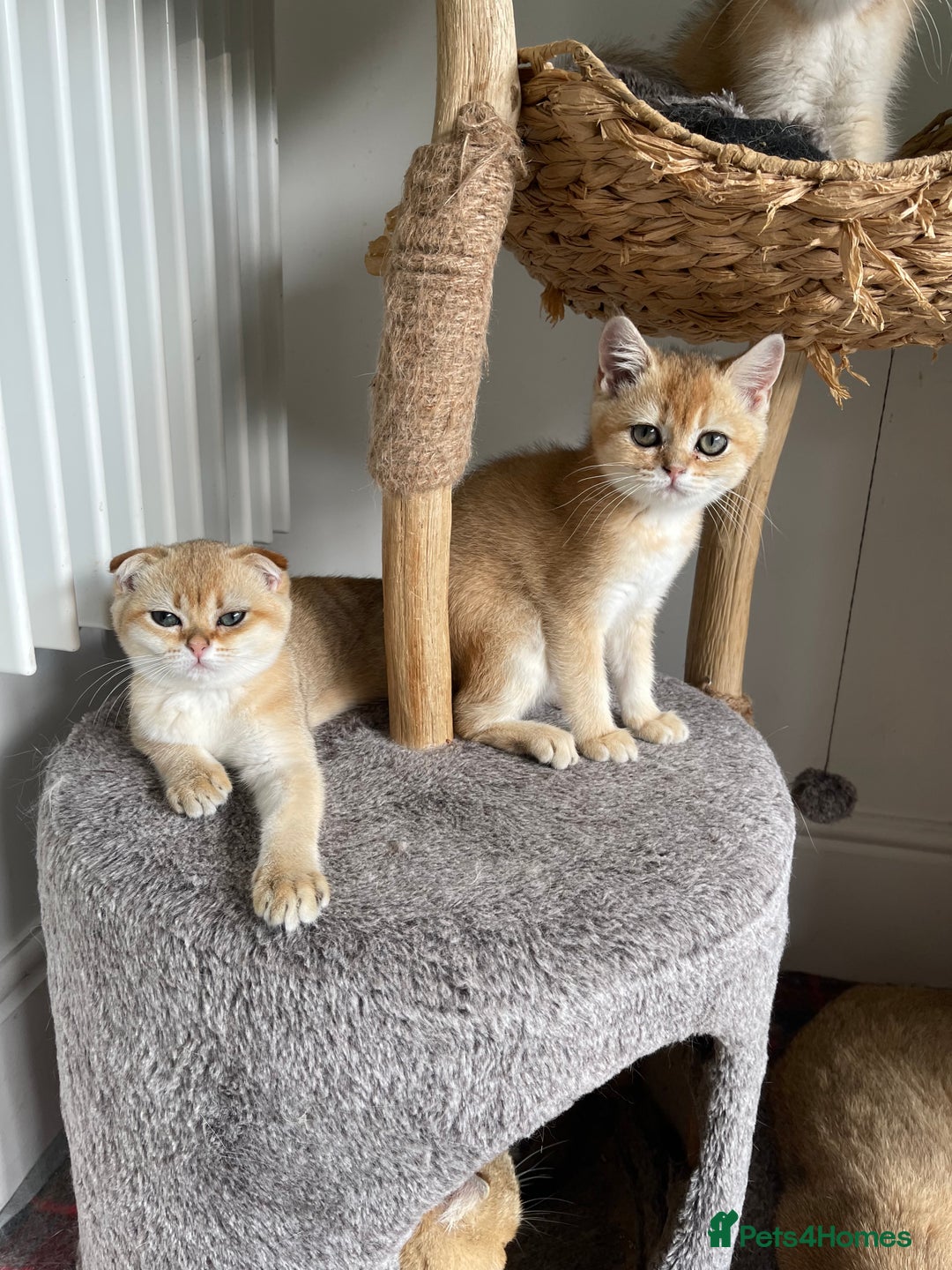 Scottish Fold cats for sale: SUMMER SALE LUXURY GOLDEN CHINCHILLA SCOTTISH FOLD - Image 7
