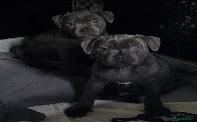 Staffordshire Bull Terrier dogs - Advert 4