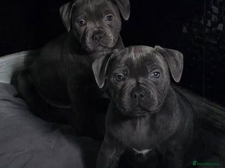 Staffordshire Bull Terrier dogs - Advert 4