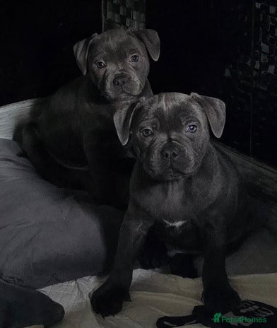 Staffordshire Bull Terrier dogs - Advert 5