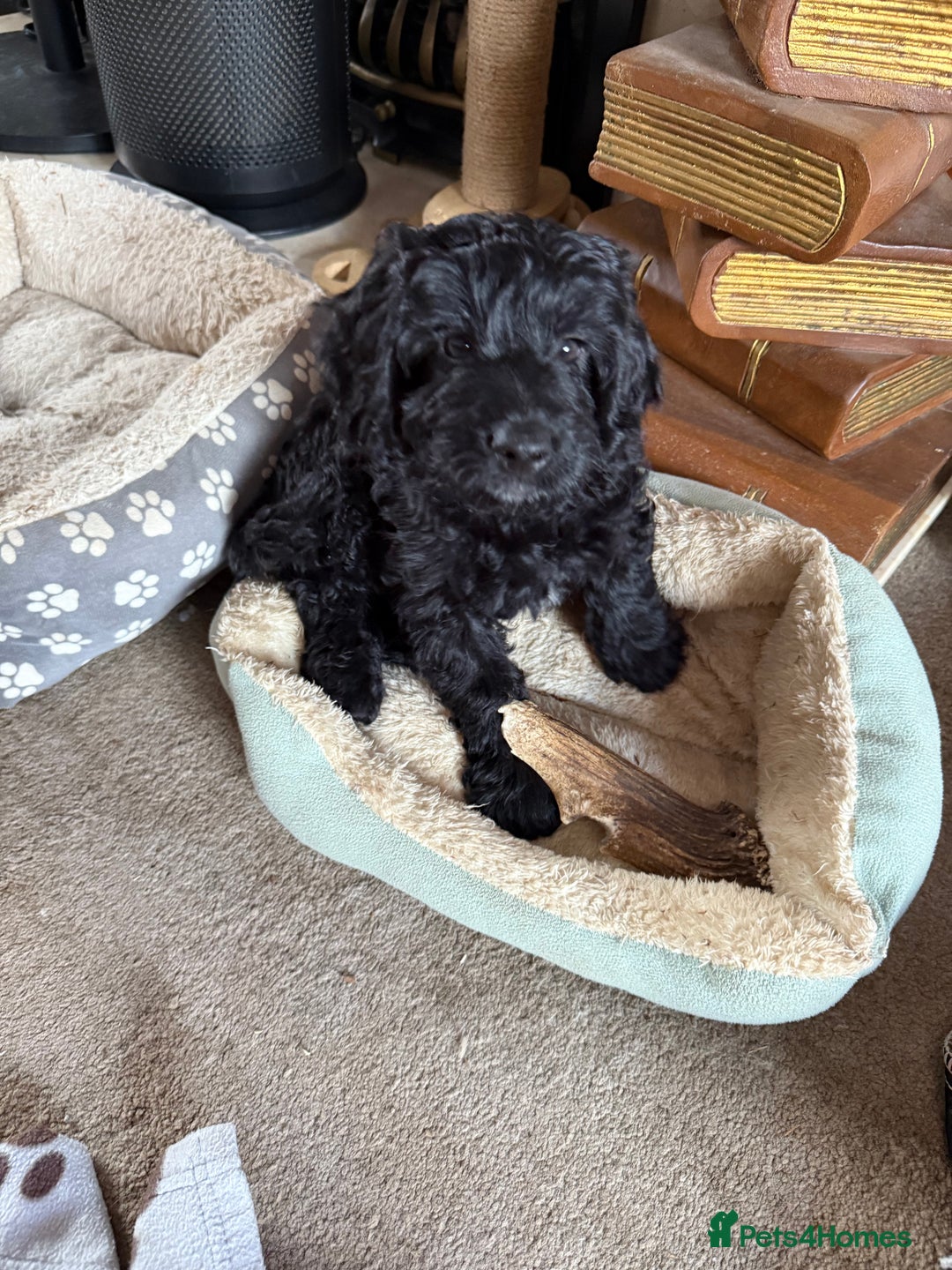 Cockapoo dogs for sale:  F2 Cockerpoo Puppies Ready Now - Image 5