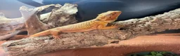 Bearded Dragon reptiles for sale: 11-Month-Old Bearded Dragon with Full Setup in Gravesend - Advert 7