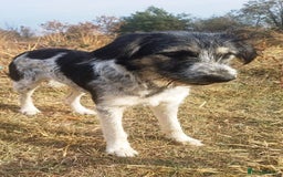 Mixed Breed dogs for adoption: Beautiful & Gentle ADELE needs a Loving Home - Image 2