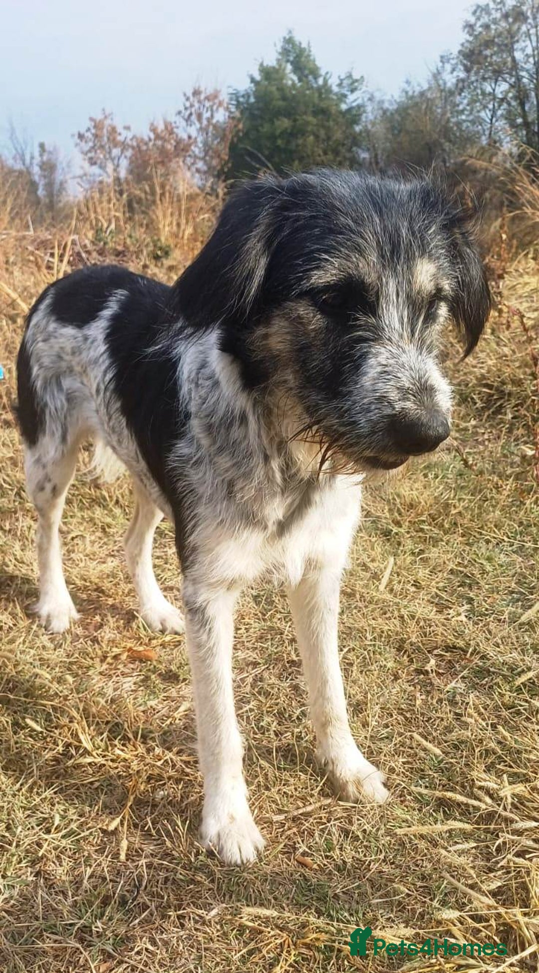 Mixed Breed dogs for adoption: Beautiful & Gentle ADELE needs a Loving Home - Image 2