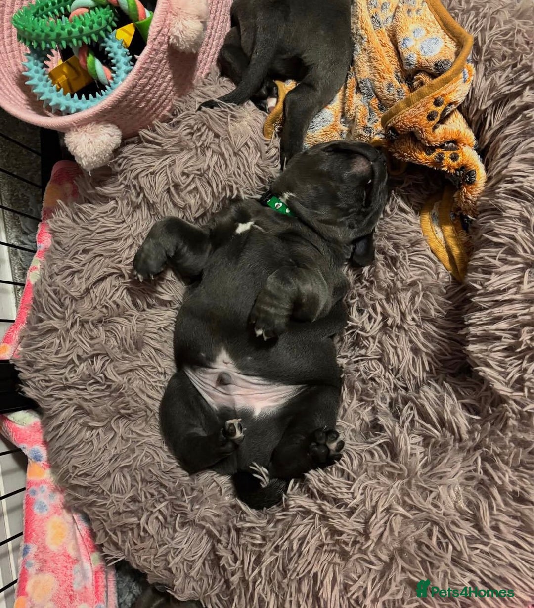 Staffordshire Bull Terrier dogs for sale: KC blue Staffordshire bull terrier puppies  - Advert 25