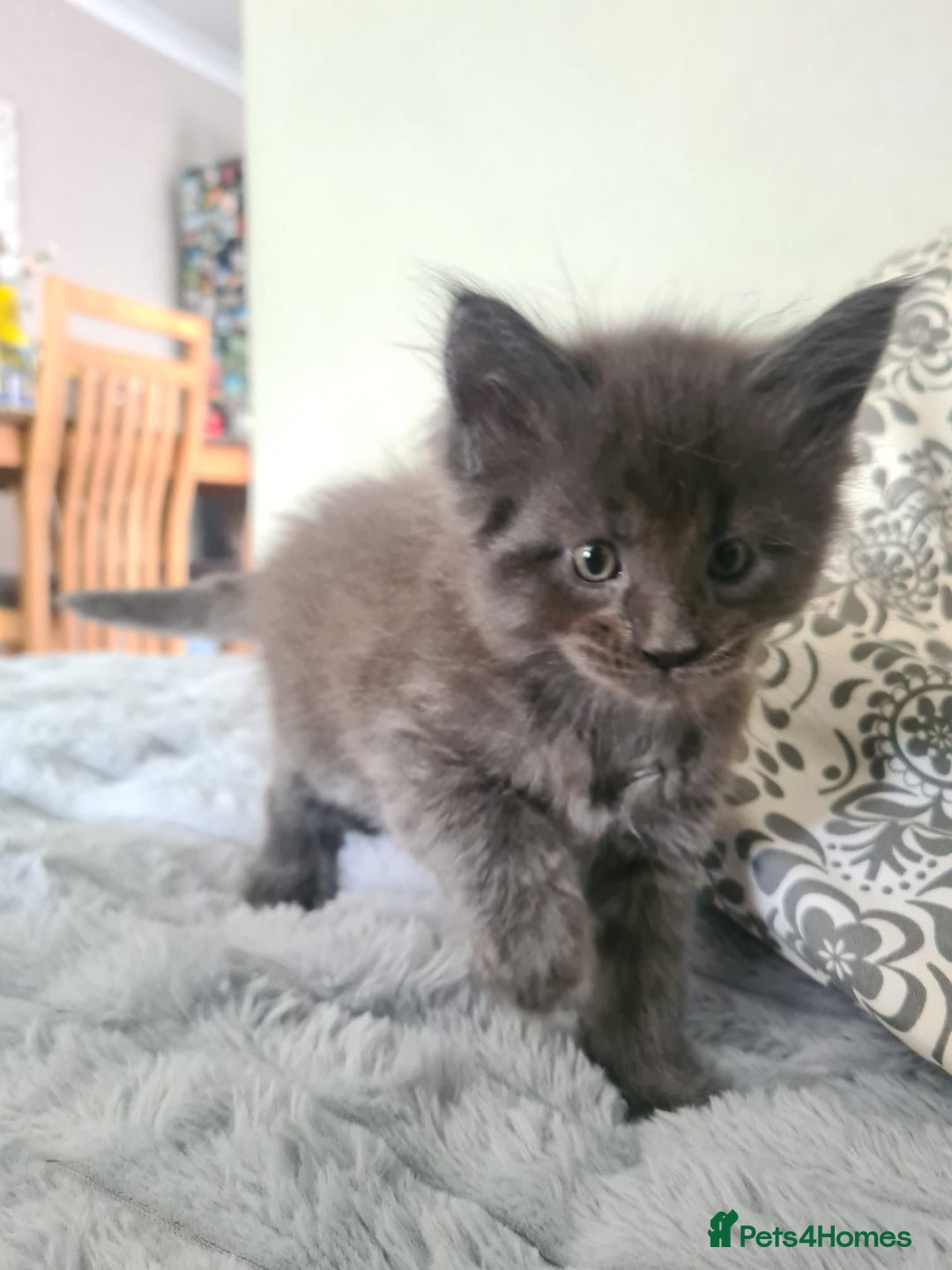 Maine Coon cats for sale: Maine Coon kittens  - Image 15