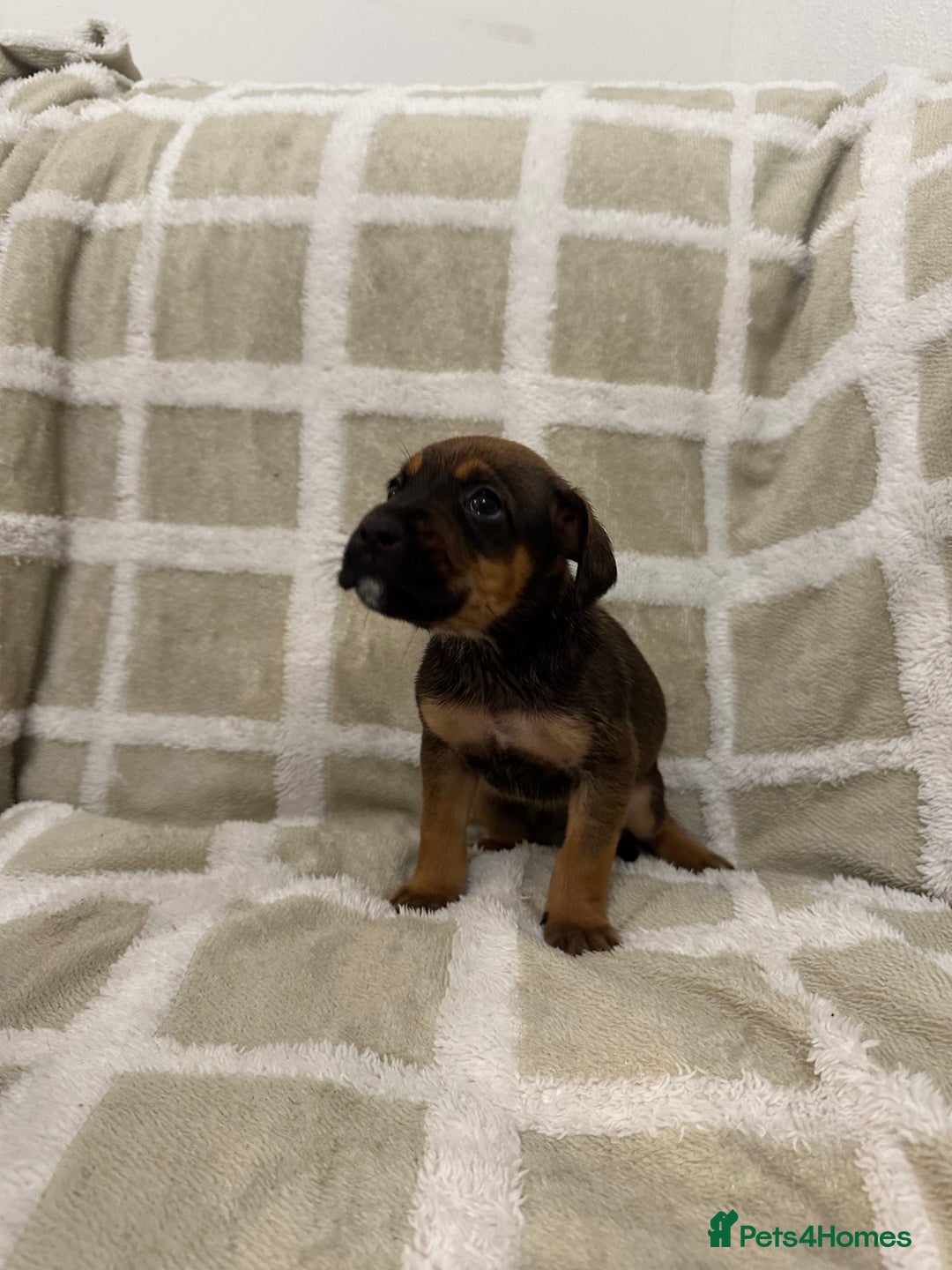 Mixed Breed dogs for sale: Beautiful Cocker spaniel mix puppies  - Advert 4