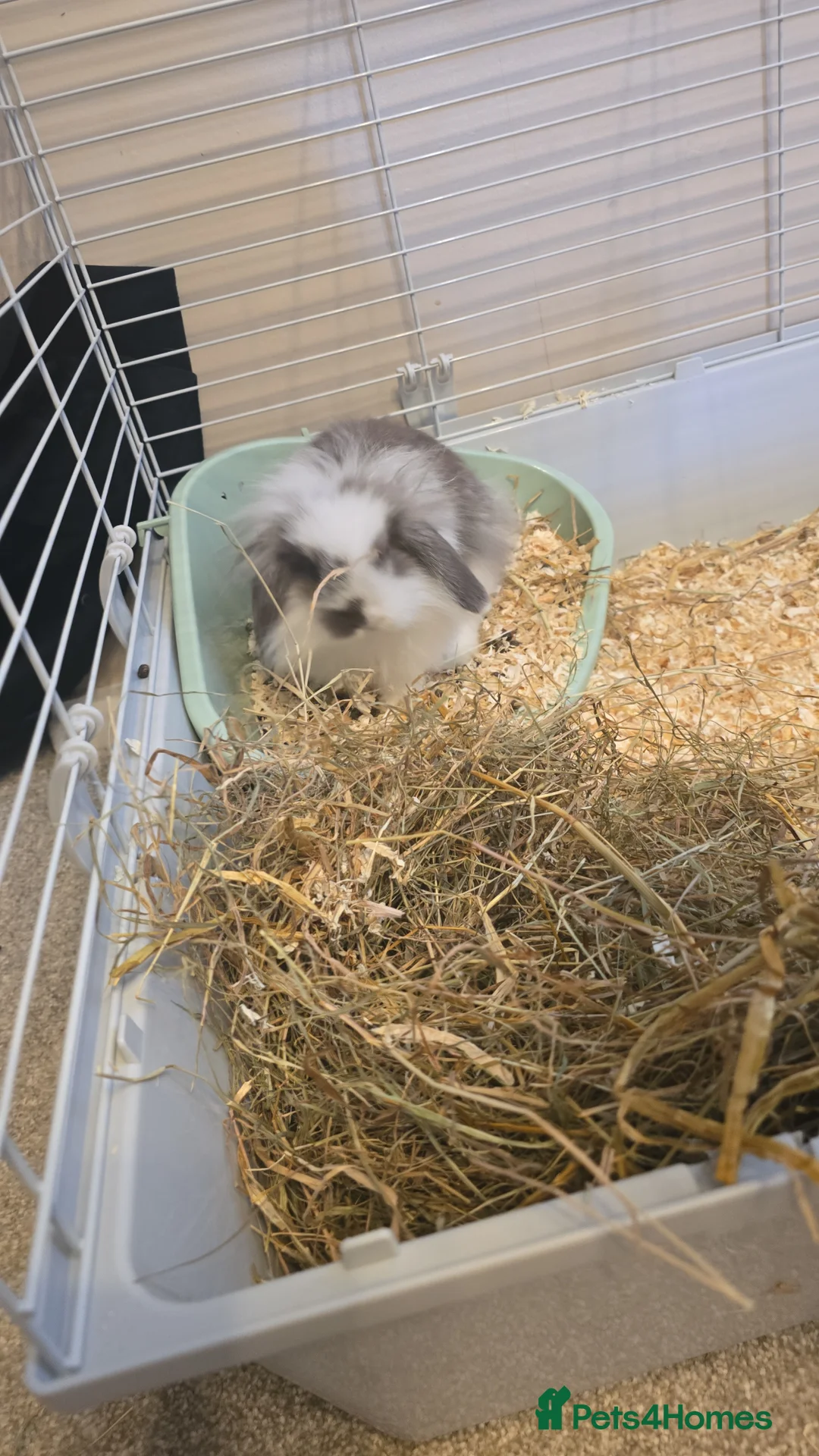 Mini Lion Lop rabbits for sale: Male House Rabbit - Advert 4
