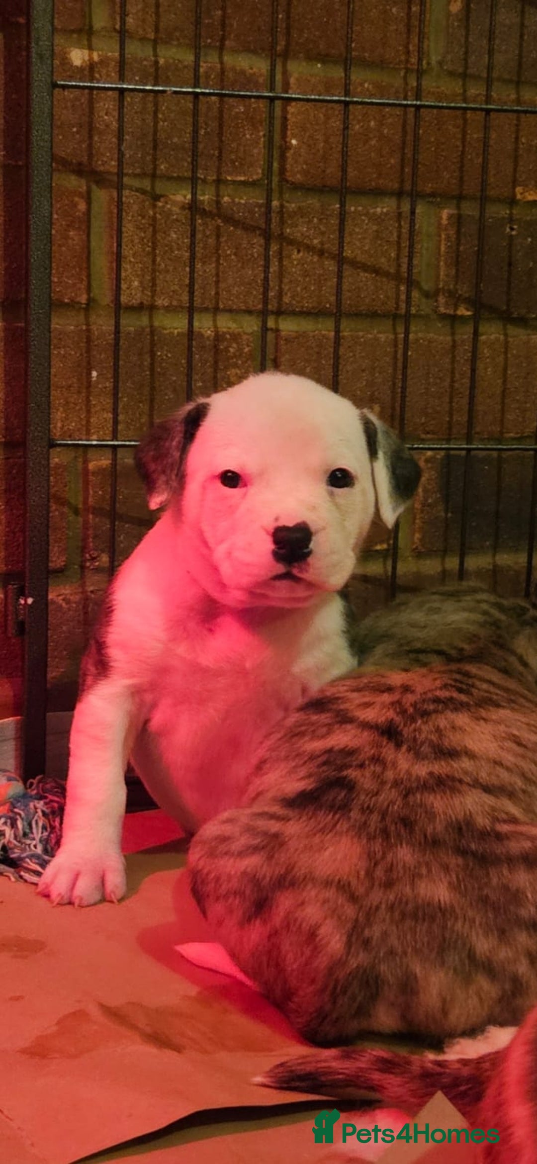 Mixed Breed dogs for sale: American Bulldog Puppies – Child & Cat Friendly - Advert 13