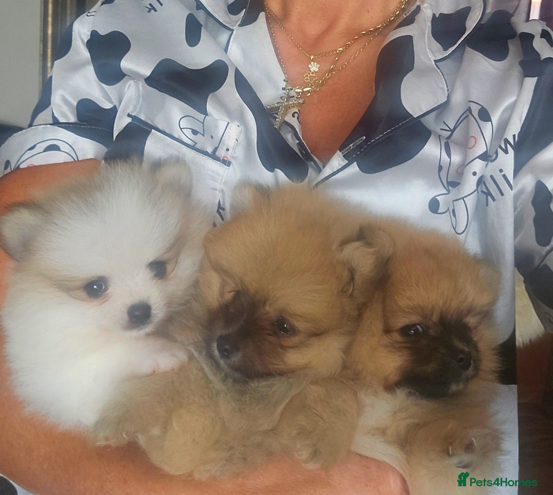 Pomeranian dogs for sale: Waaaaw #SUPERB #POMERANIAN's - Image 8