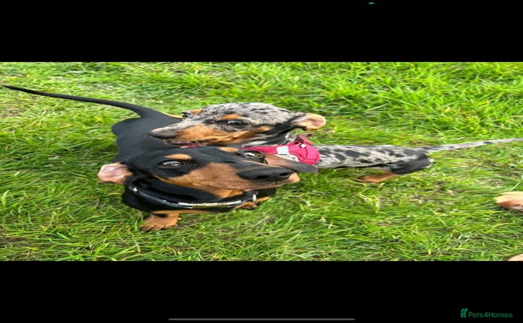 Miniature Dachshund dogs - Advert 10
