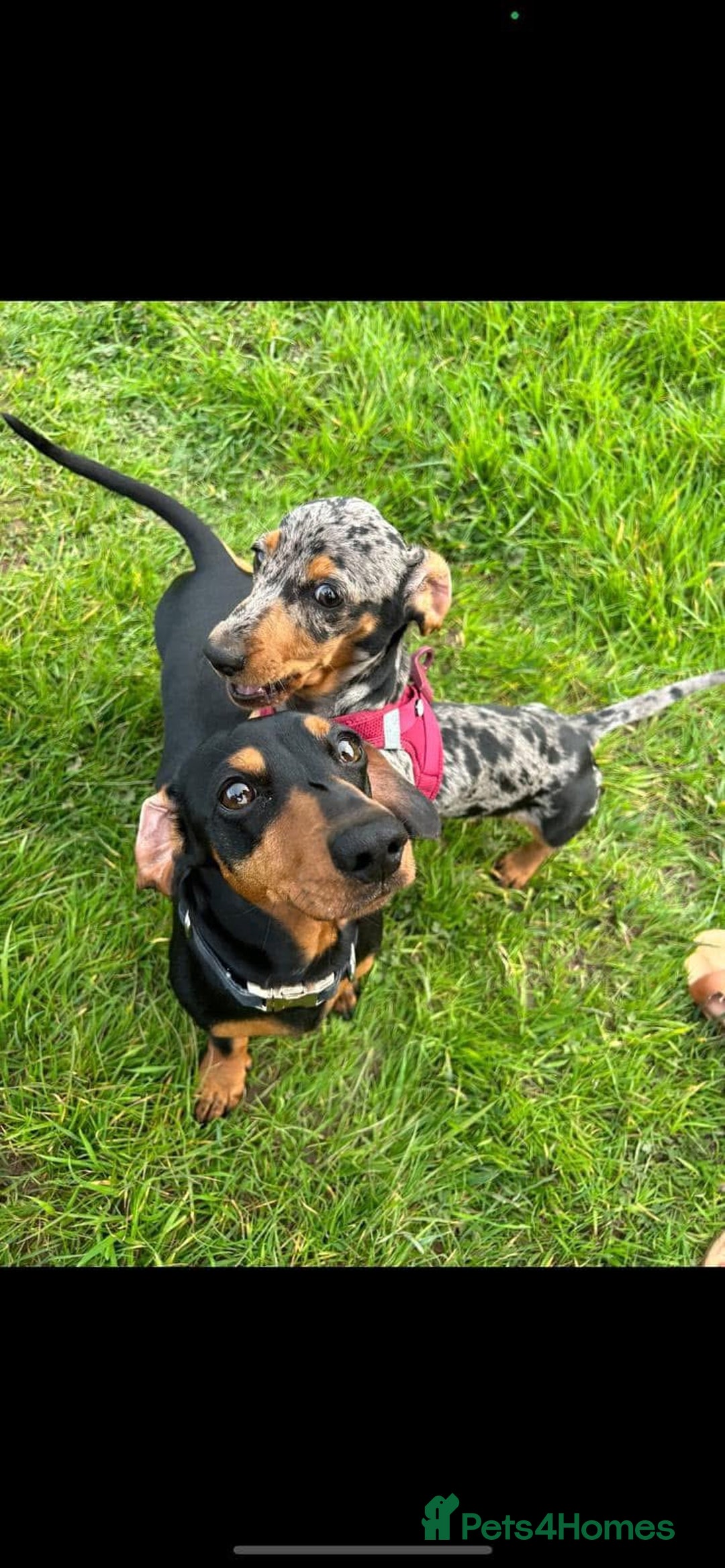 Miniature Dachshund dogs for sale: 3 miniature dachshunds - must go together  - Image 1