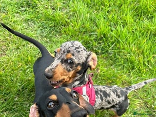Miniature Dachshund dogs for sale - Advert 1