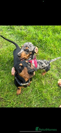 Miniature Dachshund dogs - Advert 6