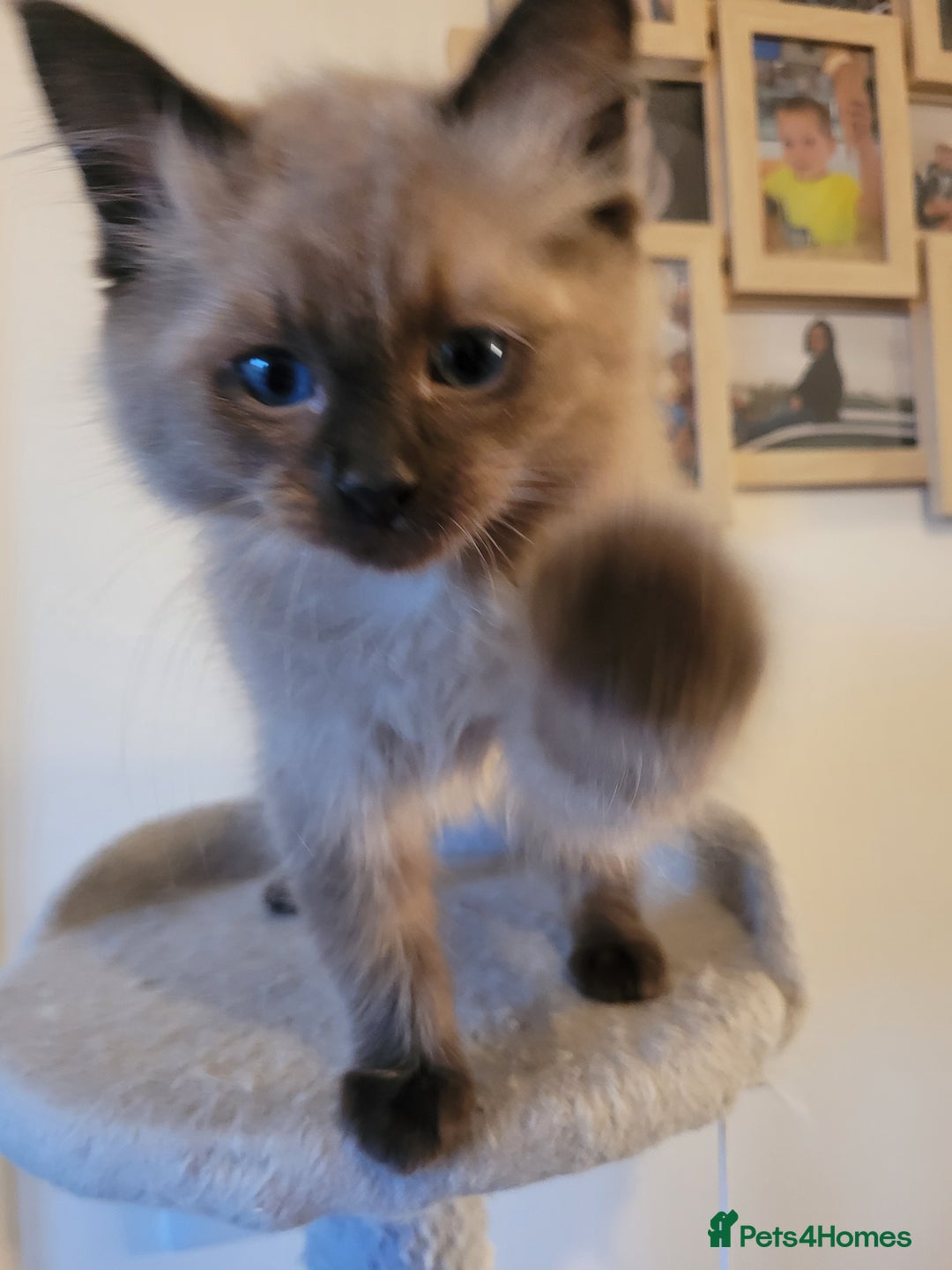 Ragdoll cats for sale: Super cute Ragdoll Kittens, Mink Seal Point  - Advert 11