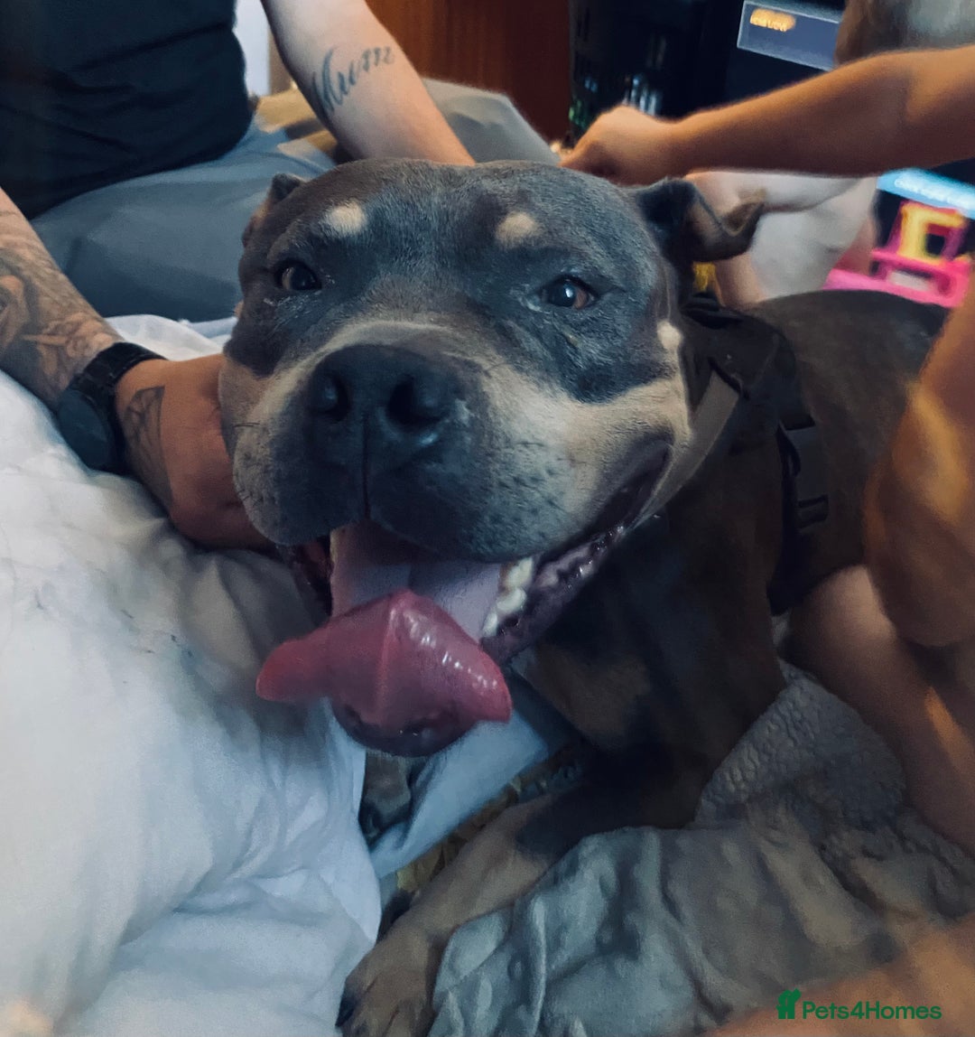American Bully dogs for sale: Bruno  - Image 1