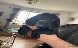 Cockapoo dogs for sale: 5 Cockerpoo F2 Pups, Gorgeous  - Image 4