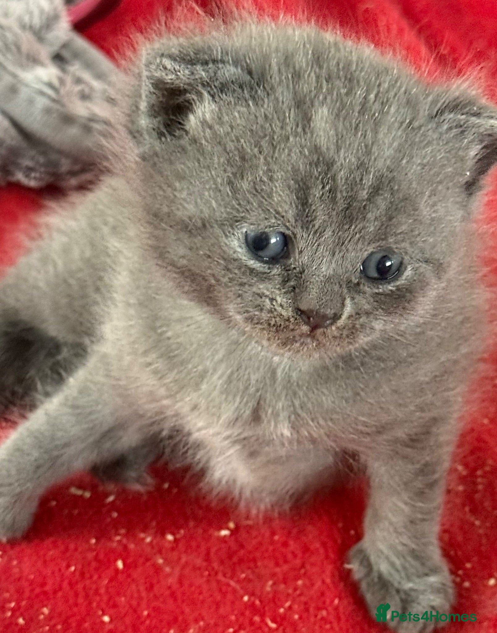 British Shorthair cats   🩷🩷2 LEFT STUNNING PUREBRED BSH GIRLS 🩷🩷 - Advert 13