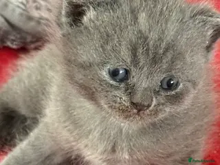 British Shorthair cats 🩷🩷2 LEFT STUNNING PUREBRED BSH GIRLS 🩷🩷 - Advert 13