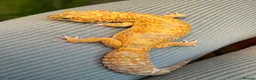 Frog reptiles for sale: Reptiles - Advert 4