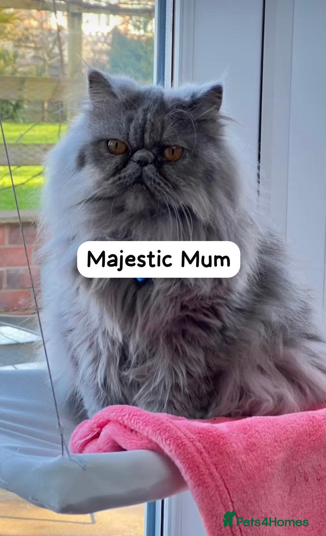 Persian cats for sale: 🌟 Stunning Pure Persian Kittens –  **   - Advert 7