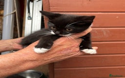 Mixed Breed cats for sale: 2 beautiful boy kittens 🐈‍⬛  - Image 3