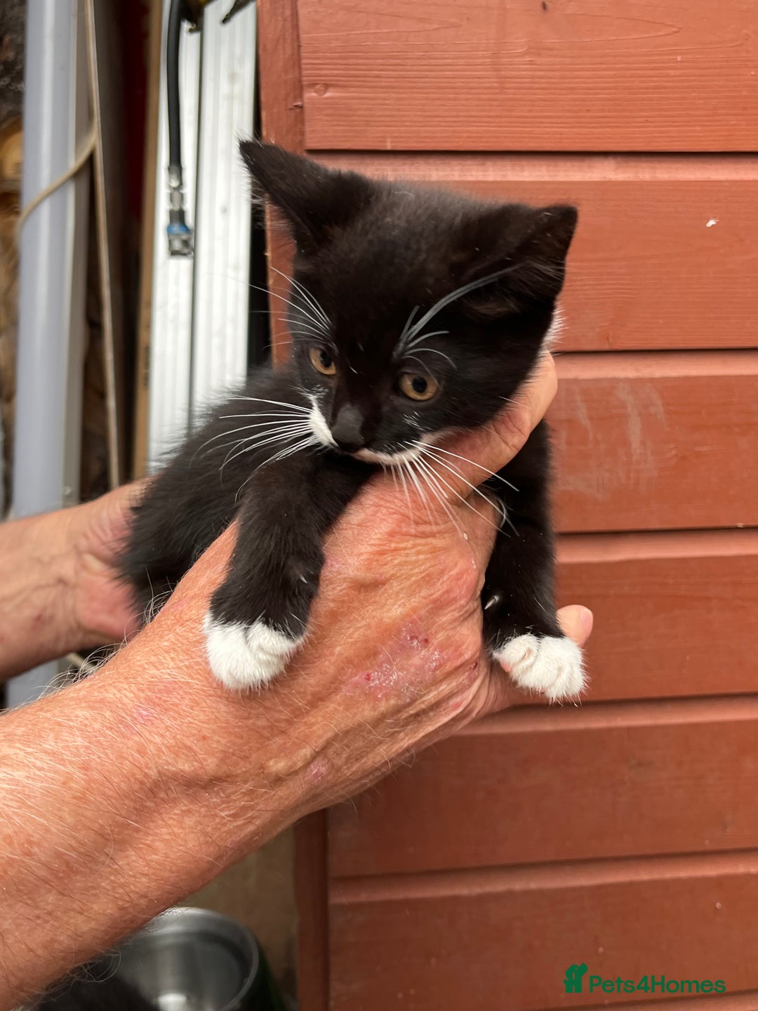 Mixed Breed cats for sale: 2 beautiful boy kittens 🐈‍⬛  - Image 3